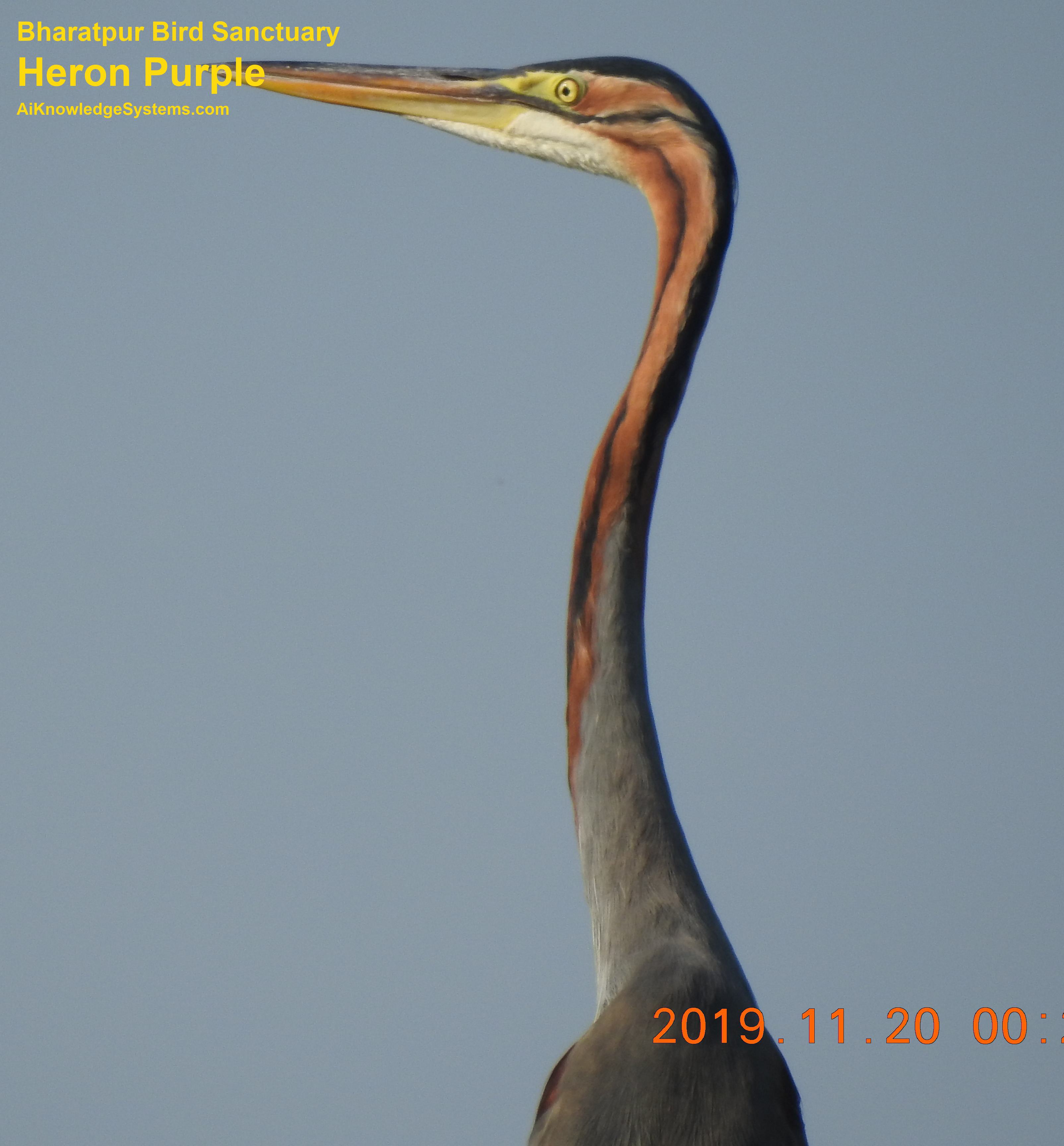 Heron Purple (37) Coming Soon